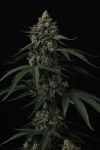 Banana Cherry Cookies Auto strain by Fast Buds