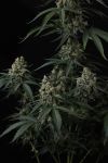 Banana Cherry Cookies Auto strain by Fast Buds