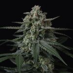 Banana Frost Auto strain by Fast Buds