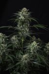 Banana Frost Auto strain by Fast Buds