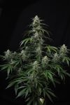 Banana Frost Auto strain by Fast Buds