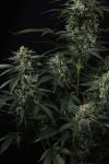 Banana Frost Auto strain by Fast Buds