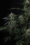 Banana Frost Auto strain by Fast Buds