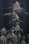 Mendo Cherry Cookies Auto from Fast Buds