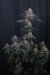 Mendo Cherry Cookies Auto from Fast Buds