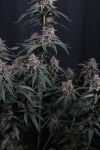 Mendo Cherry Cookies Auto from Fast Buds
