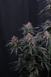 Mendo Cherry Cookies Auto from Fast Buds