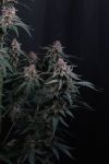 Mendo Cherry Cookies Auto from Fast Buds