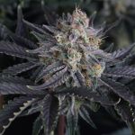 Mango Frost Auto Feminizowane Nasiona