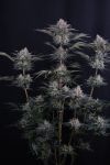 Mango Frost Auto strain from Fast Buds