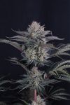 Mango Frost Auto strain from Fast Buds
