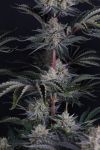 Mango Frost Auto strain from Fast Buds