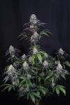 Sundae Frost Auto strain by Fast Budss