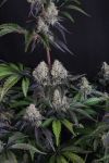 Sundae Frost Auto strain by Fast Budss