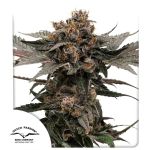 Slush Mint Cake Auto strain from Dutch Passion