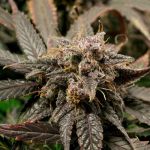 Slush Mint Cake Auto strain from Dutch Passion