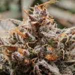 Slush Mint Cake Auto strain from Dutch Passion