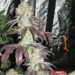 Black Kush Feminised Seeds - 6