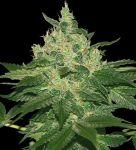 Afghan Kush Feminised Seeds - BULK x 100