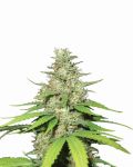 Top 44 Auto Feminised Seeds - 5