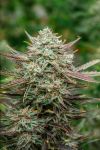 Face Fat Auto Feminised Seeds