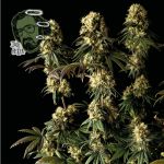 Jack Herer Feminised Seeds