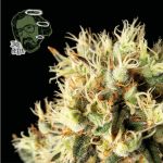 Jack Herer Feminised Seeds