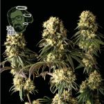 Jack Herer Feminised Seeds