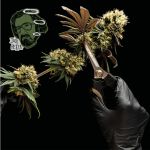 Jack Herer Feminised Seeds