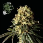 Jack Herer Feminised Seeds