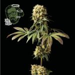 Jack Herer Feminised Seeds