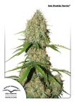 Brooklyn Sunrise Auto Feminized Seeds