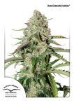Colorado Cookies Auto Feminisiert Samen