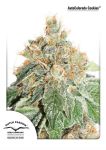 Colorado Cookies Auto Feminisiert Samen