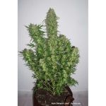 Daiquiri Lime Auto Feminizowane Nasiona