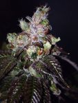 Island Punch Auto Feminised Seeds - 6