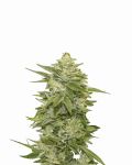 GG-48 Feminised Seeds - 5