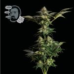 Jack Herer Fast Feminised Seeds