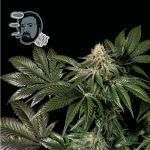 Jack Herer Fast Feminised Seeds
