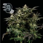 Jack Herer Fast Feminised Seeds