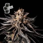 Black Sugar Feminisiert Saatgut
