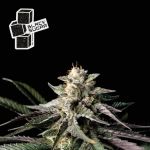 Black Sugar Feminisiert Saatgut