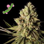 Bubba Kush Feminisiert Samen