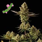Bubba Kush Feminisiert Samen
