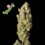 Bubba Kush Feminisiert Samen