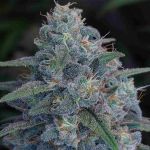 Bubba Kush Feminisiert Samen