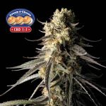 Cream & Cheese CBD 1:1 Feminisiert Saatgut