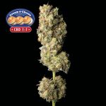 Cream & Cheese CBD 1:1 Feminisiert Saatgut