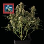 Seedsman OG Kush Auto Feminised cannabis strain