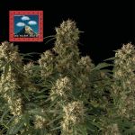 Seedsman OG Kush Auto Feminised cannabis strain